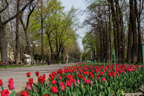 В Бишкеке расцвели 140 тысяч тюльпанов В Бишкеке расцвели 140 тысяч тюльпанов - Sputnik Кыргызстан